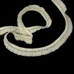 Мереживо 75411 200, сурове, нефарбоване, на резинці, 18 мм - Зображення 4